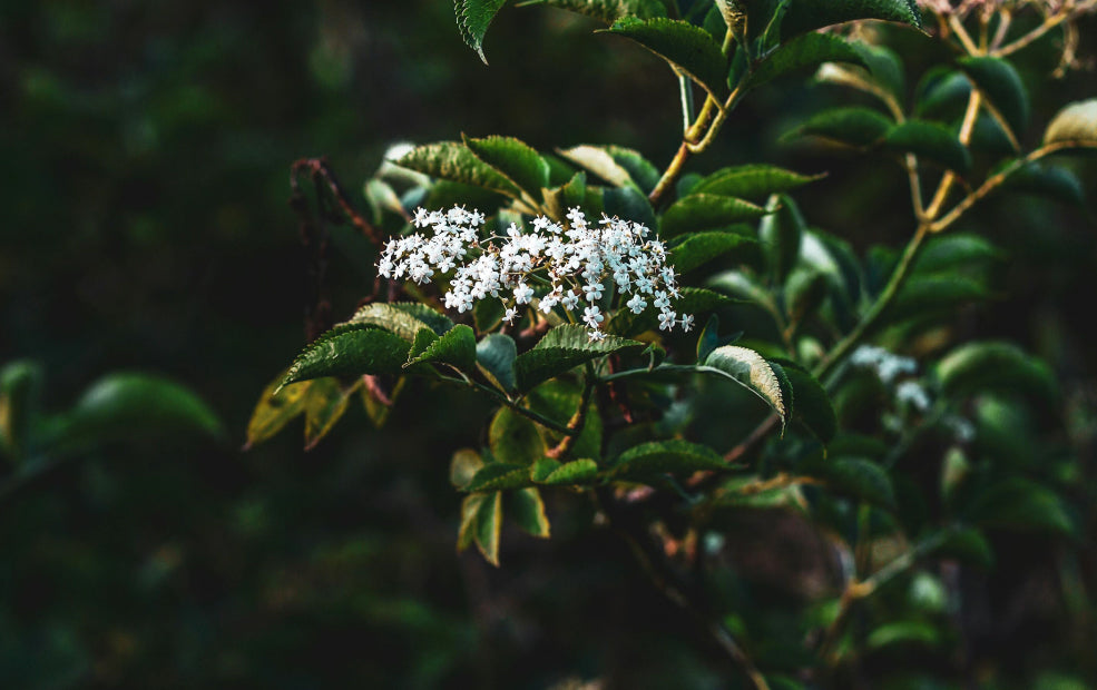 Small white flowers bloom on a branch surrounded by green leaves.