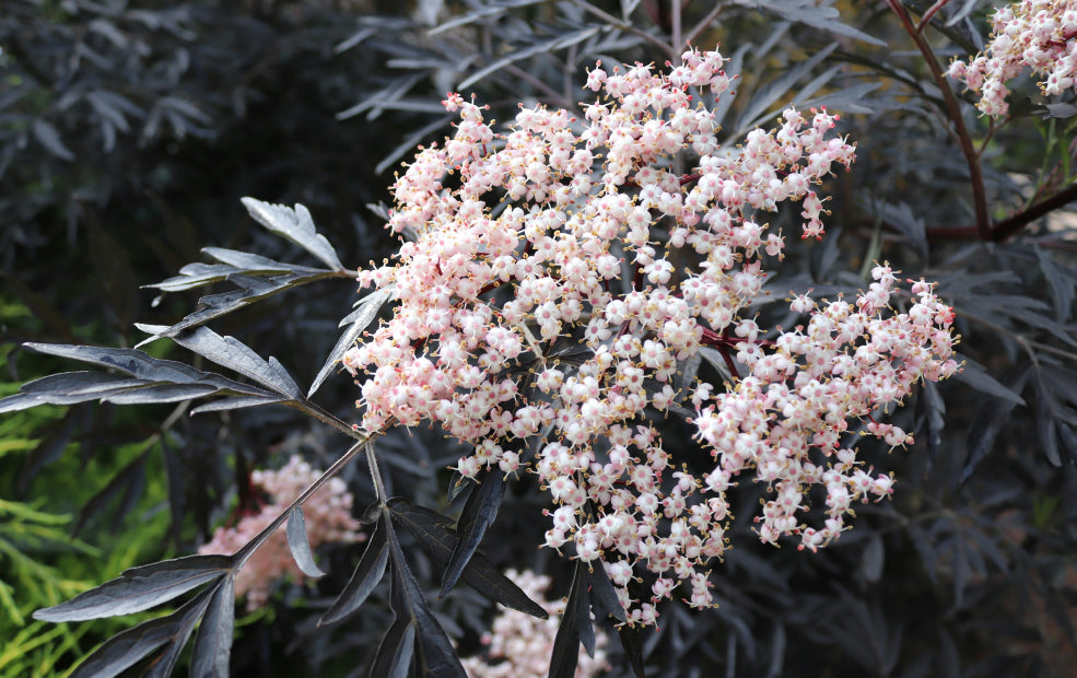 Close-up of a cluster of small pink and white flowers with dark green leaves in the background.