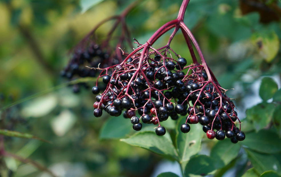 Clusters of ripe black elderberries hang from red stems among green leaves.