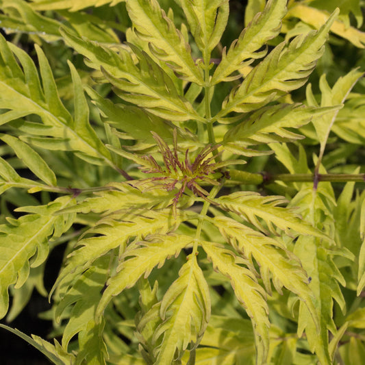 Close-up of a Sambucus Sutherland Gold - Golden Elder plant with bright green, serrated leaves radiating from the center.