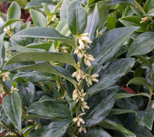 Close-up of Sarcococca confusa - Sweet Box, an evergreen shrub with glossy green leaves and fragrant white flowers.