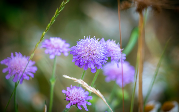 Scabiosa: A Delicate Beauty with Distinctive Blooms.