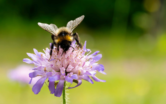 A Pollinator Favourite with Extended Flowering.