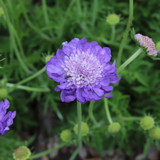 Scabiosa 'Butterfly Blue'