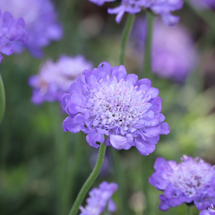 Scabiosa 'Butterfly Blue'