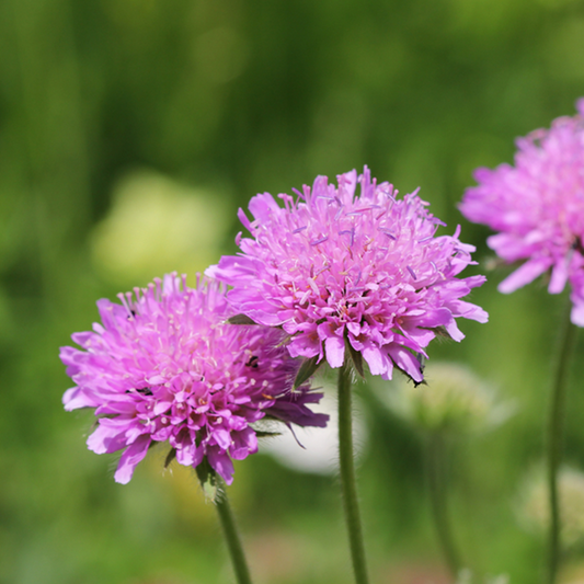 Scabiosa 'Pink Mist'