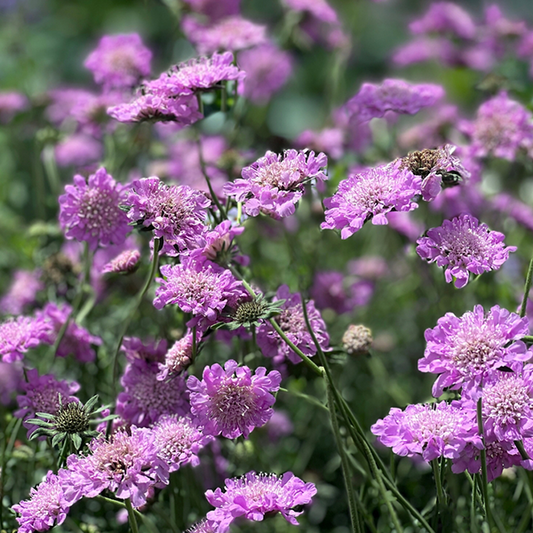 Scabiosa 'Pink Mist'