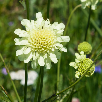 Scabiosa ochroleuca