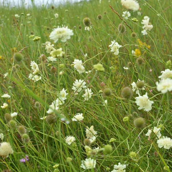 Scabiosa ochroleuca