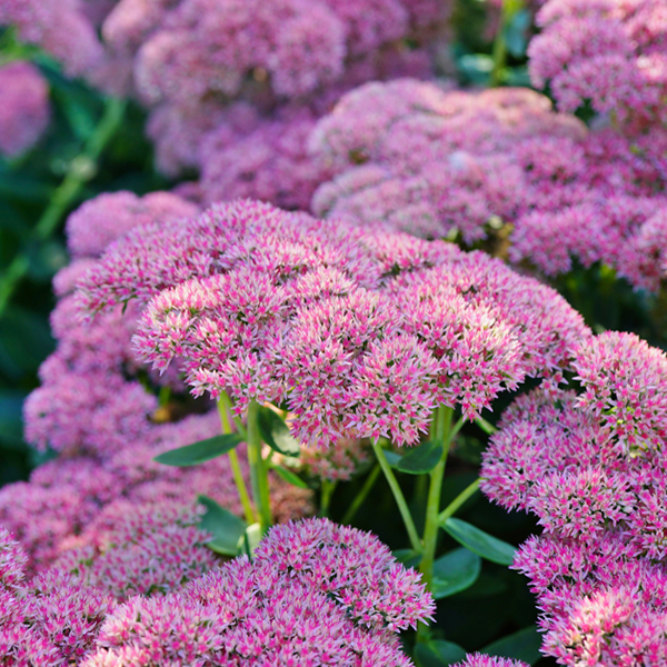 Sedum 'Autumn Joy'