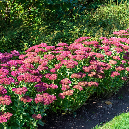 Sedum 'Autumn Joy'