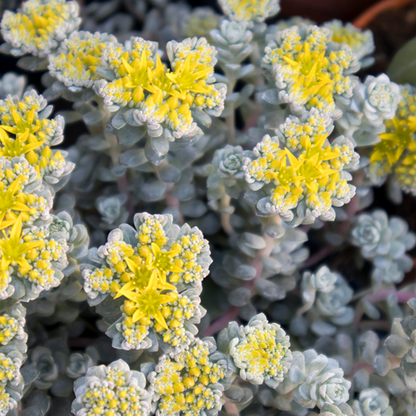 Sedum spathulifolium 'Cape Blanco'