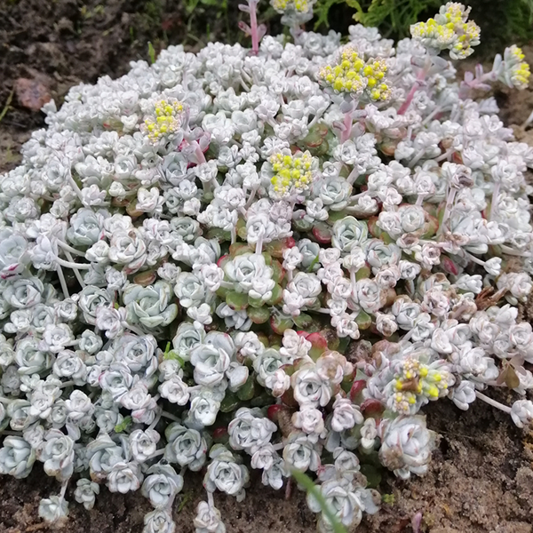 Sedum spathulifolium 'Cape Blanco'