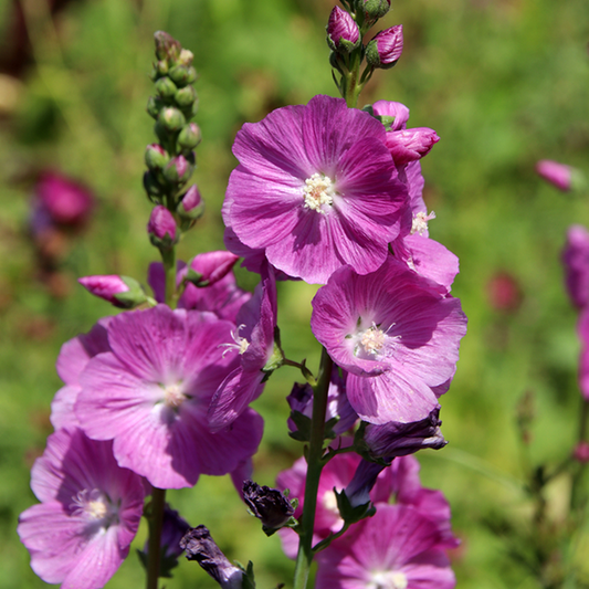 Sidalcea 'Party Girl'