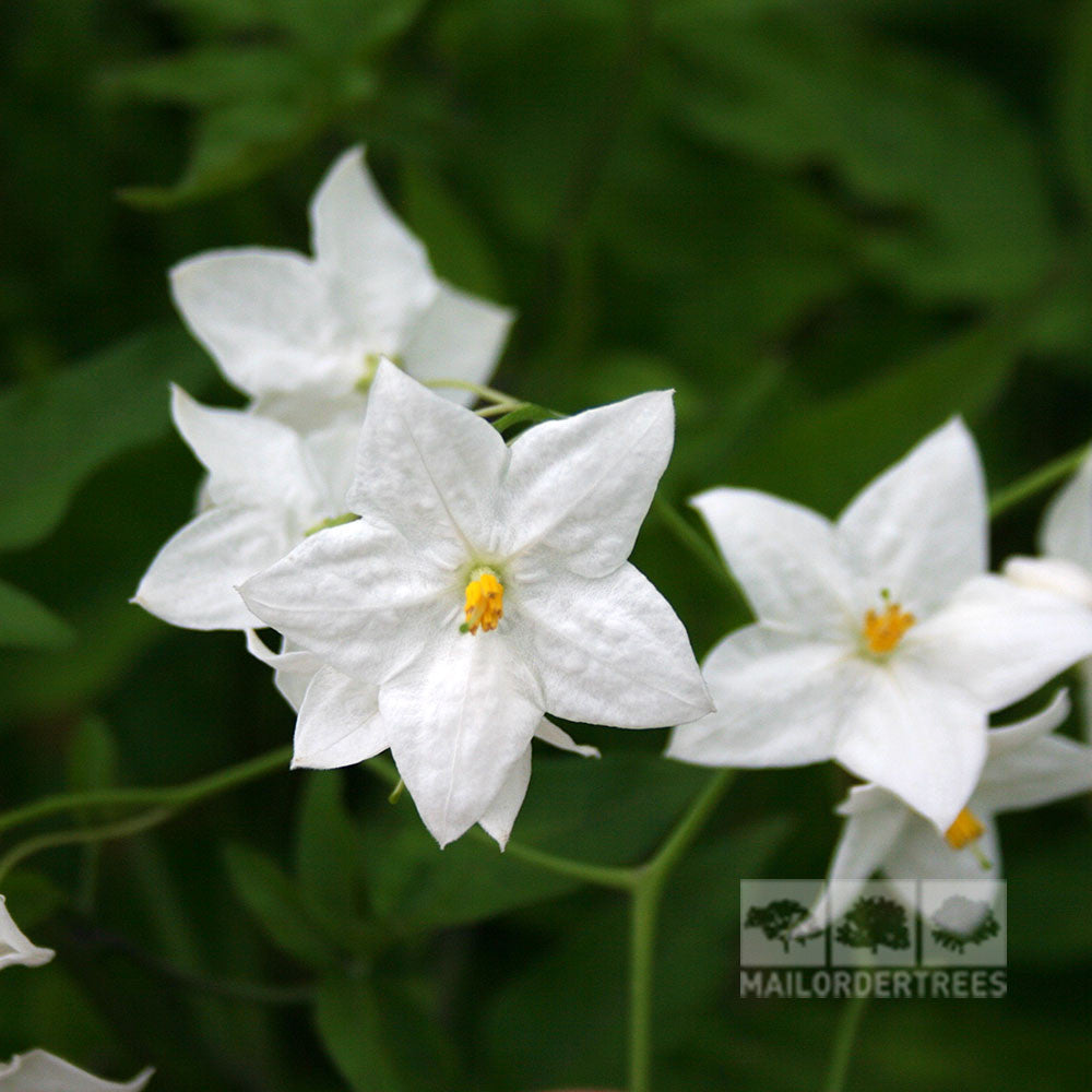 Close-up of Solanum Albums star-shaped, white flowers with yellow centers set against a lush green backdrop, highlighting their rapid growth.