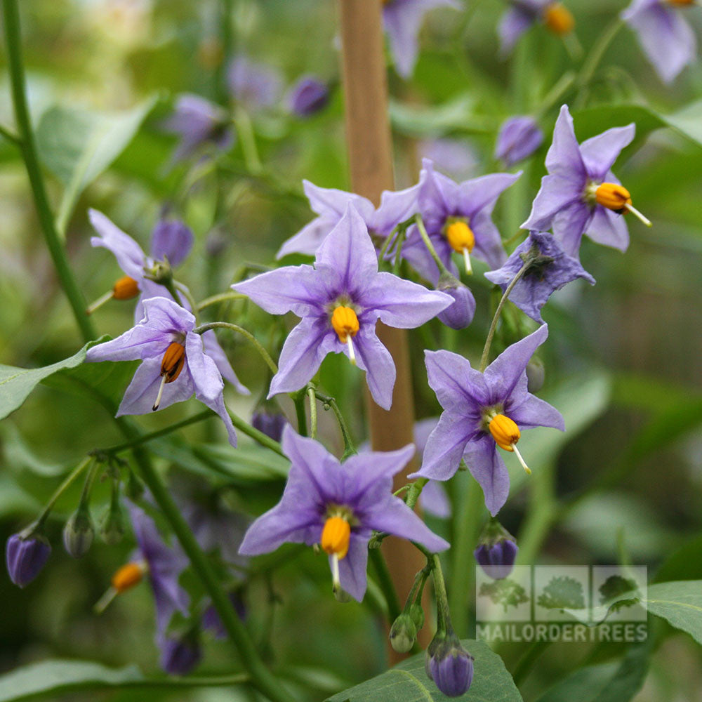 Purple star-shaped flowers with yellow centers bloom among green foliage, accompanied by fragrant lilac flowers and yellowish-white fruits on the charming Solanum Glasnevin - Chilean Potato Tree.