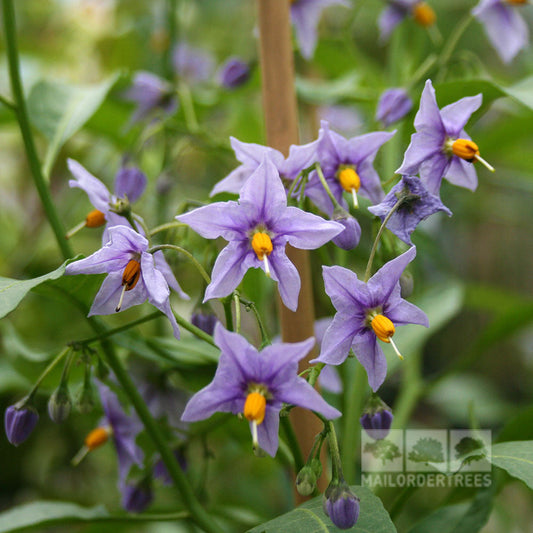 Solanum Glasnevin - Chilean Potato Tree