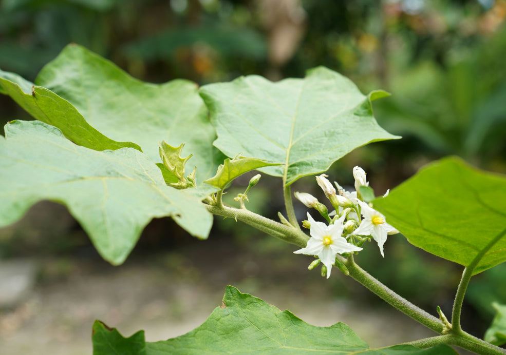 Long-Lasting Blooms and Pollinator-Friendly.