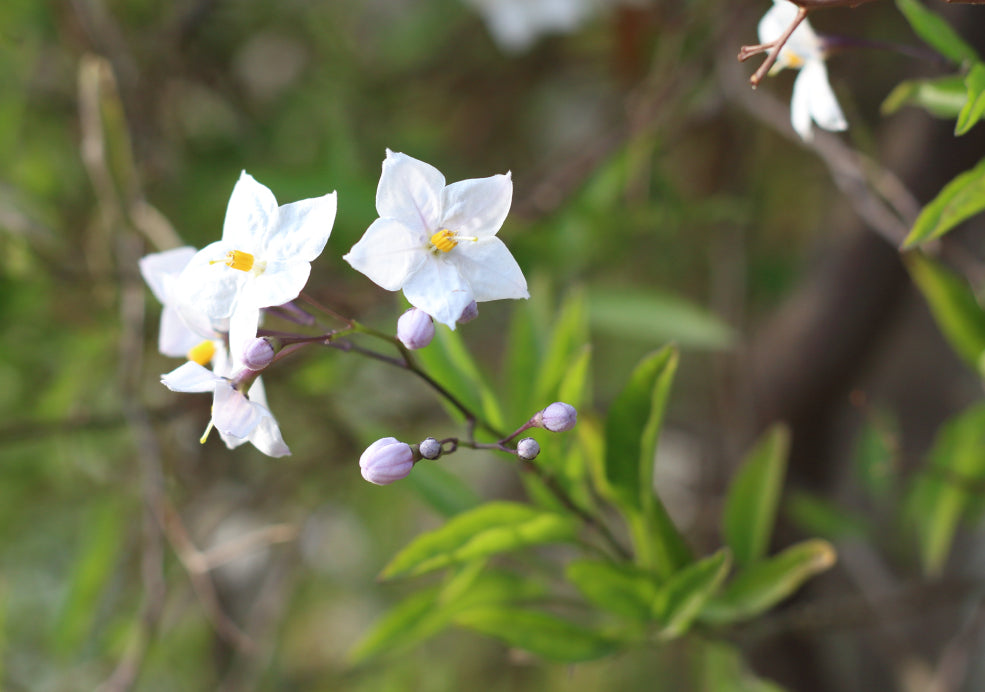 Solanum: A Colourful Climber with a Mediterranean Flair.