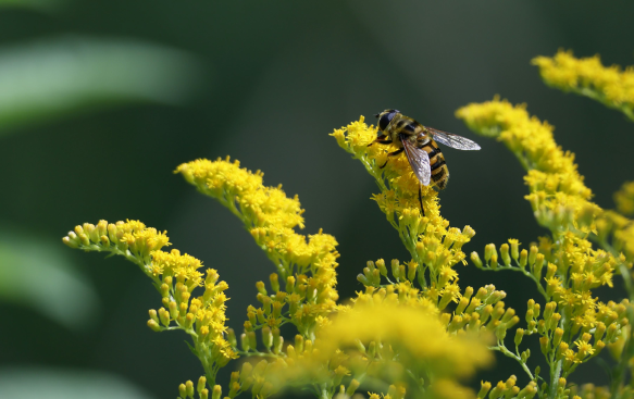 A Pollinator Favourite and Winter Interest.