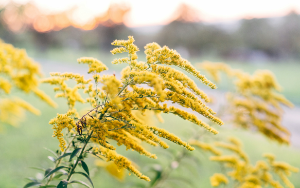 Solidago: A Burst of Golden Sunshine for Late Summer.