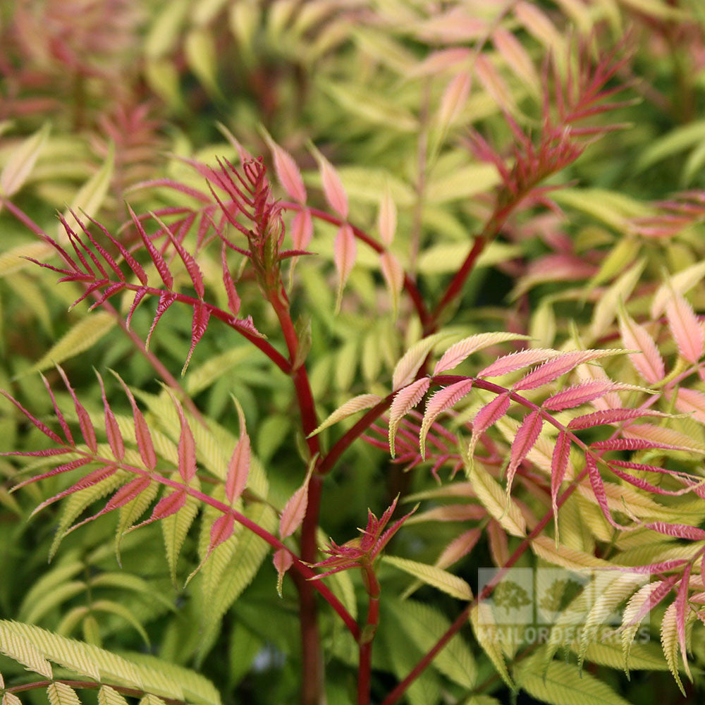 Close-up of young, reddish-green fern-like leaves with serrated edges on slender stems, characteristic of the Sorbaria sorbifolia Sem - False Spiraea Tree.