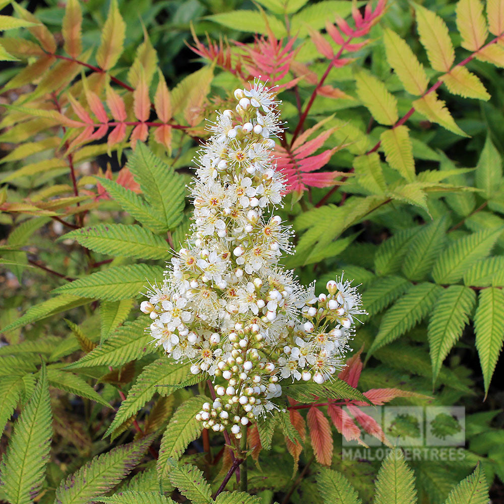 The Sorbaria sorbifolia Sem, also known as the False Spiraea Tree, displays white summer blooms in clusters, encircled by green and reddish fern-like leaves.