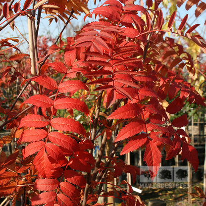 Close-up of the Sorbus Apricot Queen - Apricot Queen Rowan Tree, highlighting its vibrant red leaves and compound leaf structure against a blurred outdoor background, showcasing its hardy nature.