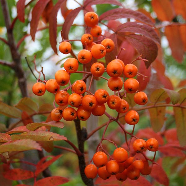 A cluster of apricot-coloured berries hangs from a branch with red leaves, set against the blurred greenery backdrop of the Sorbus Apricot Queen—a truly hardy tree in any garden.