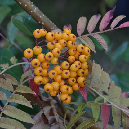 Sorbus Autumn Spire