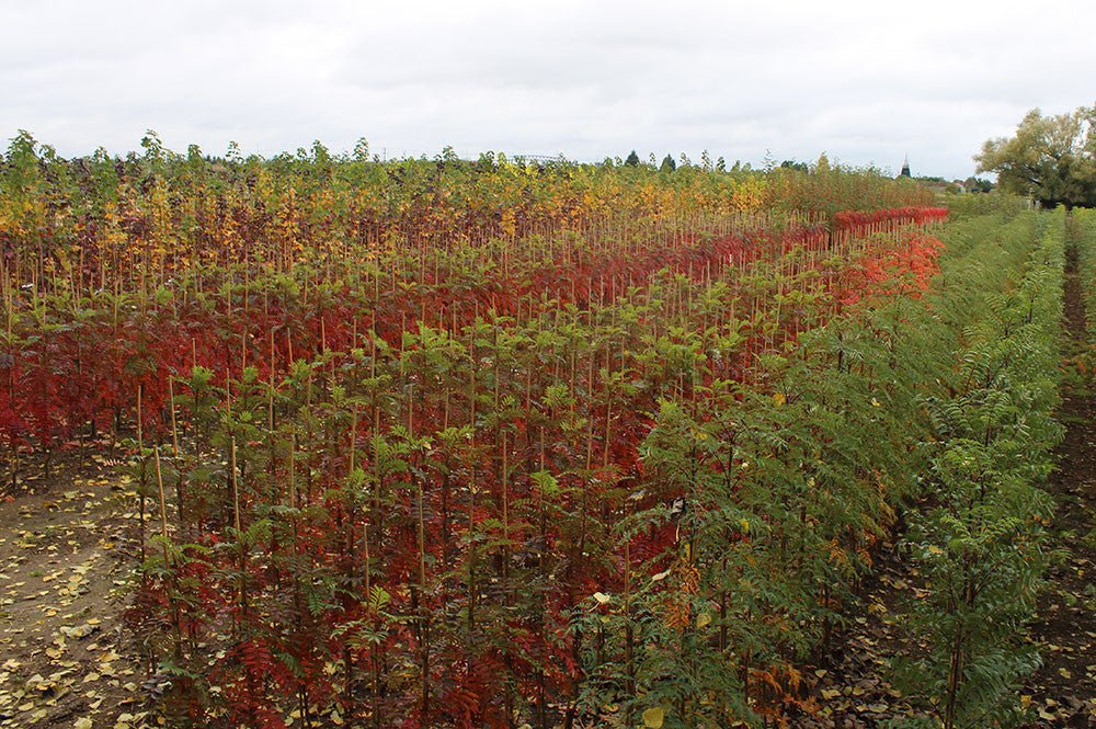 1 Year Old Sorbus Autumn Spire