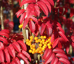 Sorbus Autumn Spire - Rowan Tree