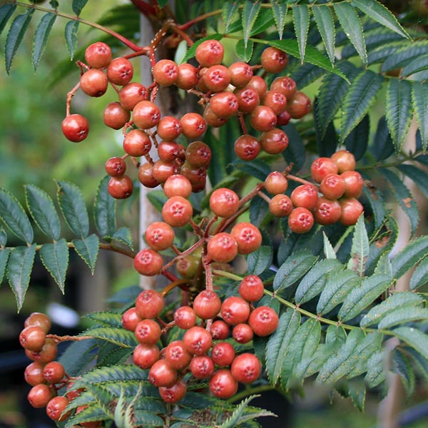 Sorbus Cardinal Royal - Berries