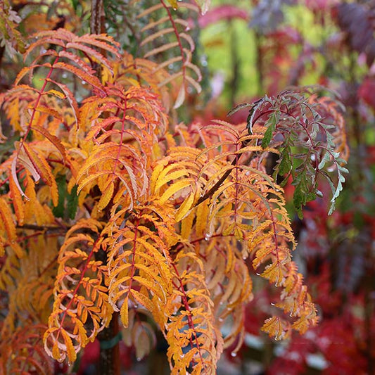 Sorbus Chinese Lace - Mountain Ash Tree