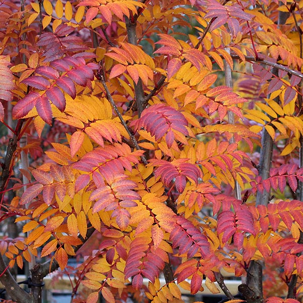 Sorbus Copper Kettle - Foliage