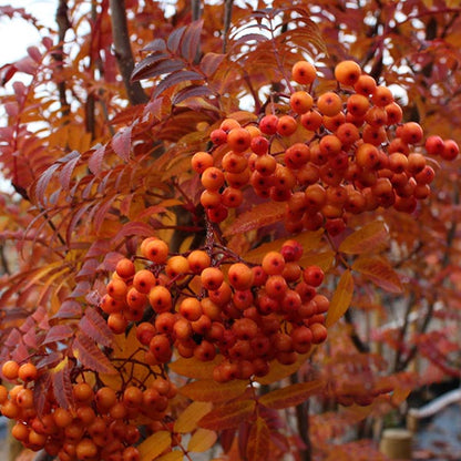 Sorbus Copper Kettle - Fruits