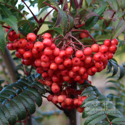 Sorbus Eastern Promise - Berries