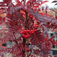 Sorbus Eastern Promise - Mountain Ash Tree Mix and Match