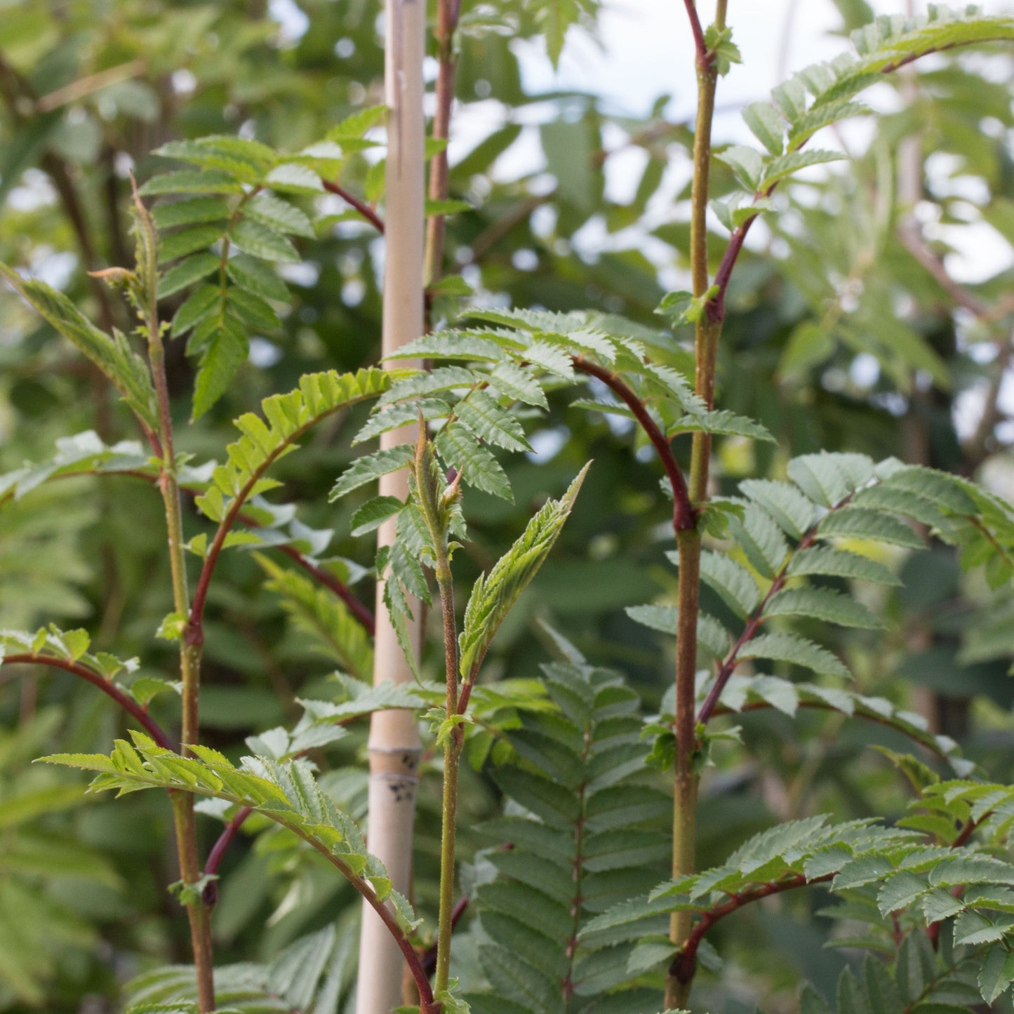 Close-up of lush, green leaves with serrated edges on slender stems from the Sorbus Glen Spire - Mountain Ash Tree, set against a blurred background of similar foliage.