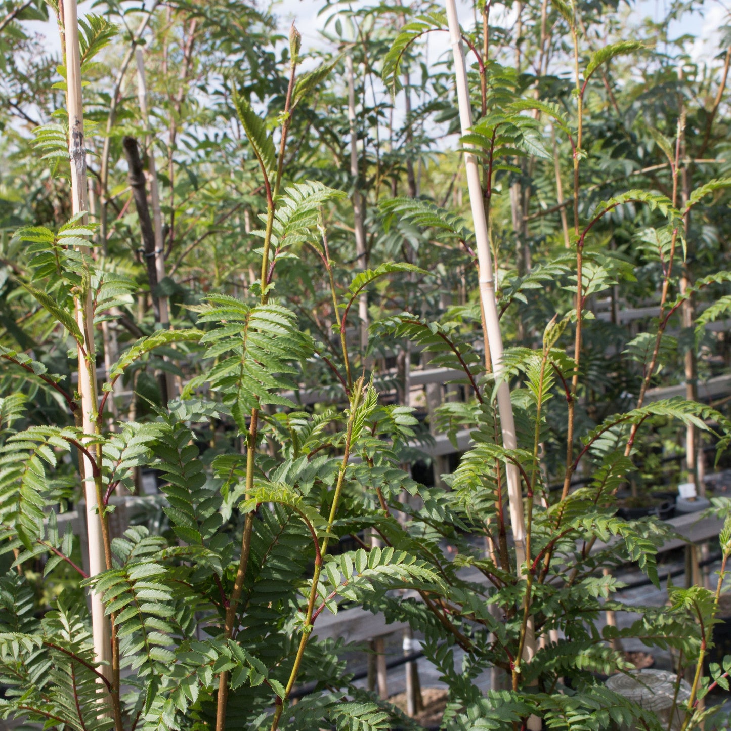 Rows of young green Sorbus Glen Spire - Mountain Ash Trees display lush foliage and delicate hints of pink autumnal berries as they grow in a nursery.