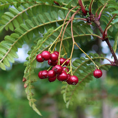 Sorbus Glen Spire - Mountain Ash Tree