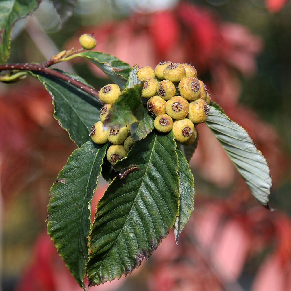 Sorbus John Bond - Berries