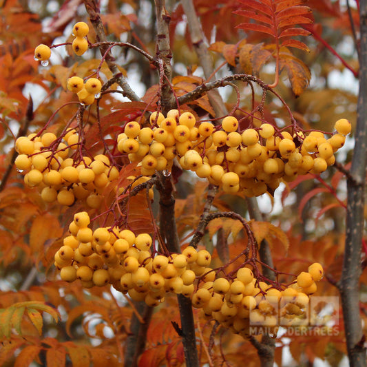 Sorbus Joseph Rock - Mountain Ash Tree