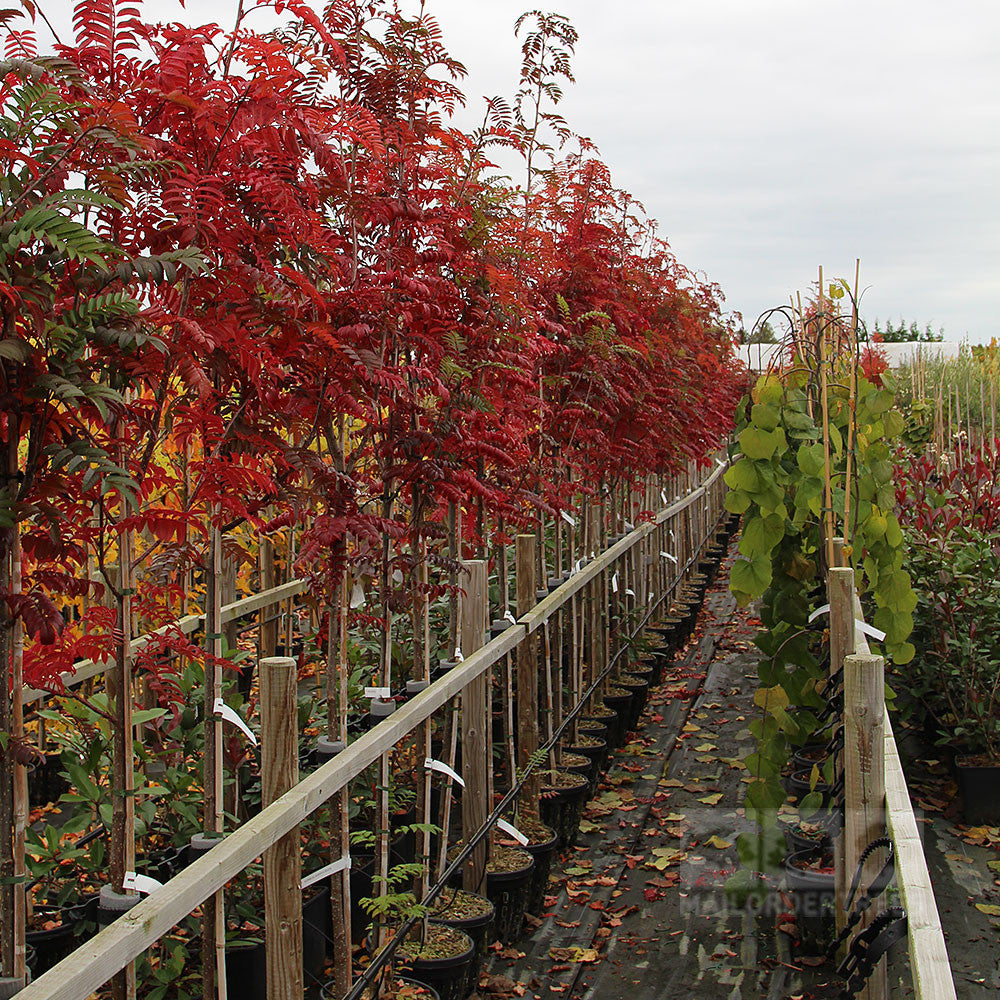 Sorbus Joseph Rock - Autumn Colour