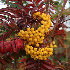 Sorbus Joseph Rock - Mountain Ash Tree