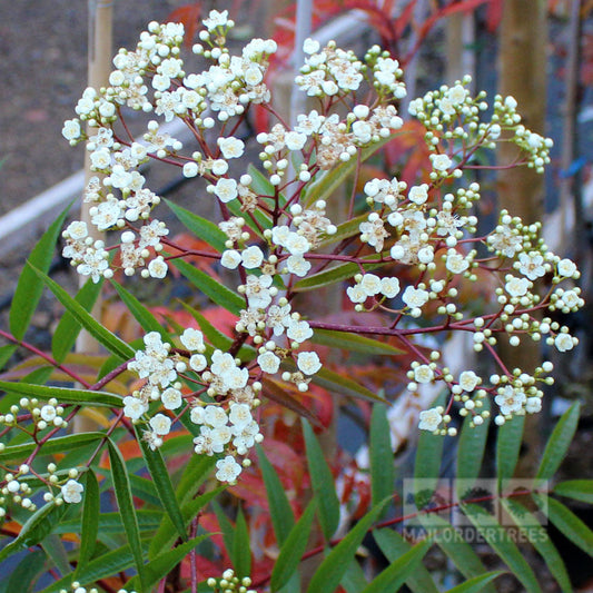 Sorbus Olympic Flame - Rowan Tree