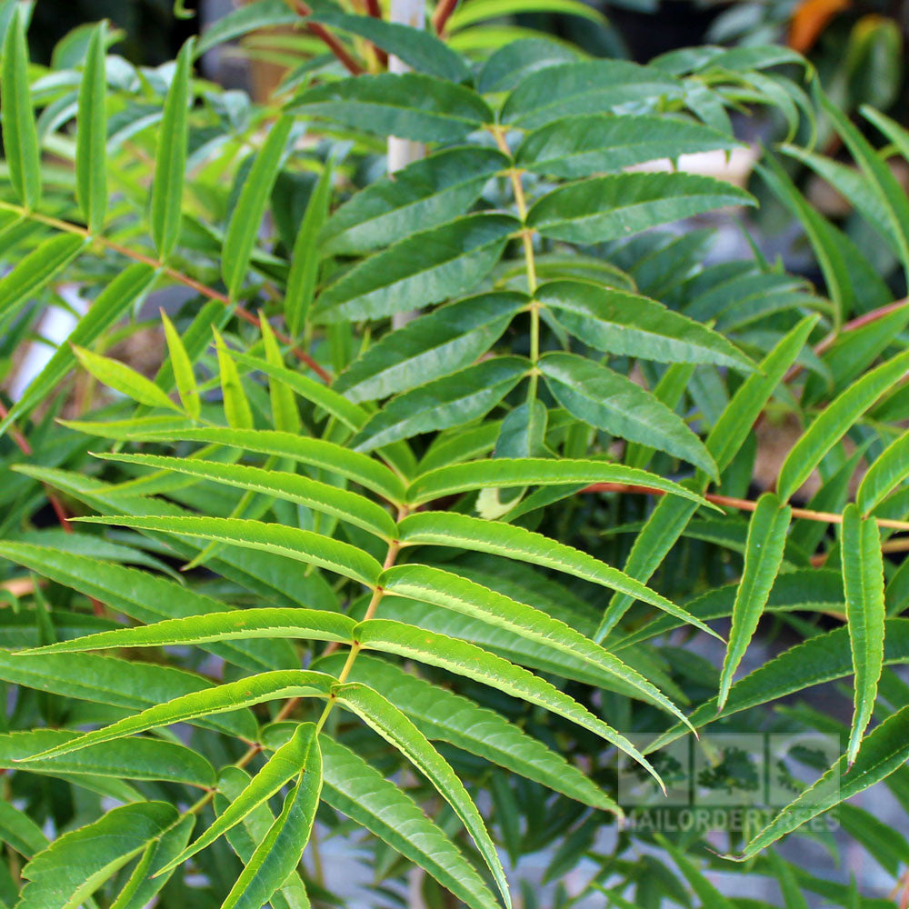 Sorbus Olympic Flame - Summer Foliage