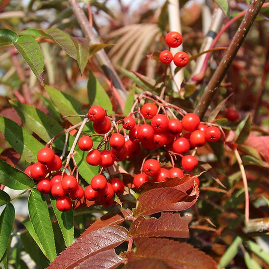 Sorbus Olympic Flame - Rowan Tree