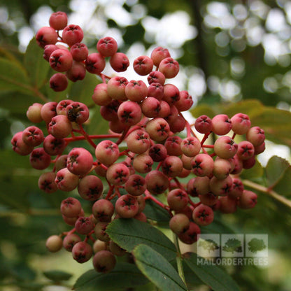 Sorbus Pink Pagoda - Fruits