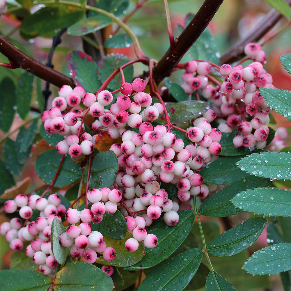 Sorbus Pink Pagoda - Fruits